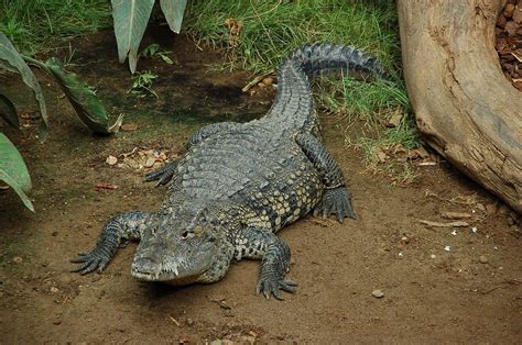 morelet's crocodile wiki